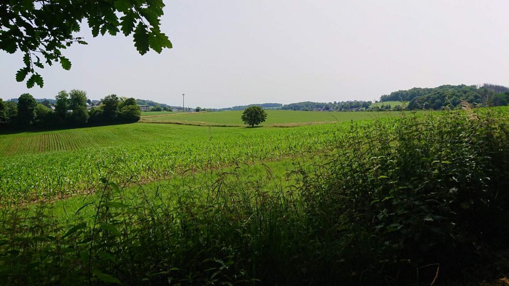 Kutschbergausblick: Wiesen und Felder