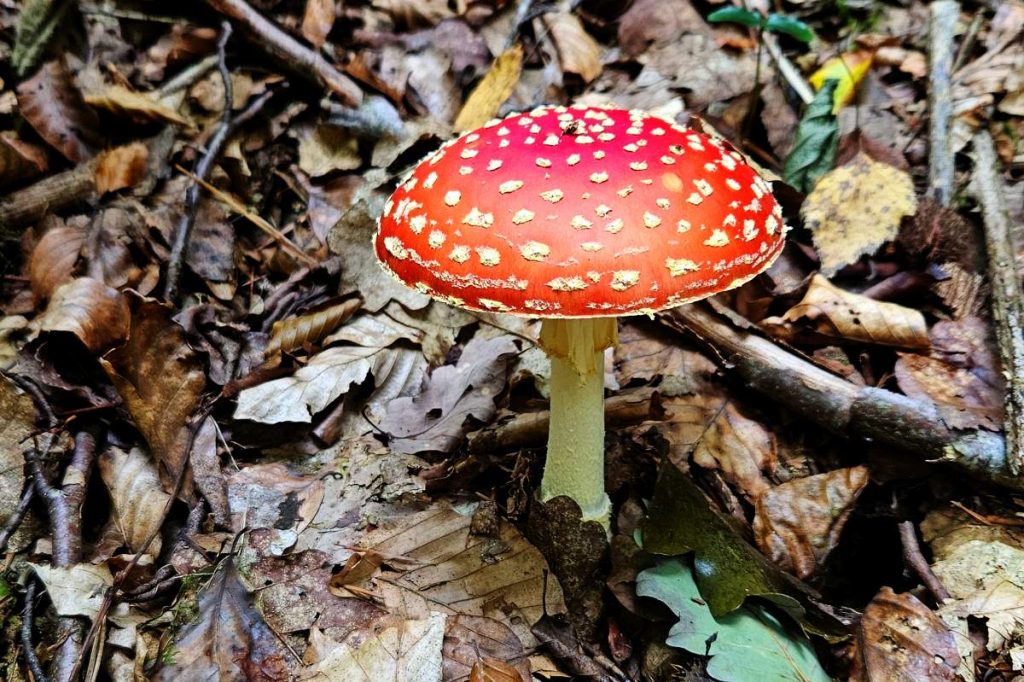 Fliegenpilz
