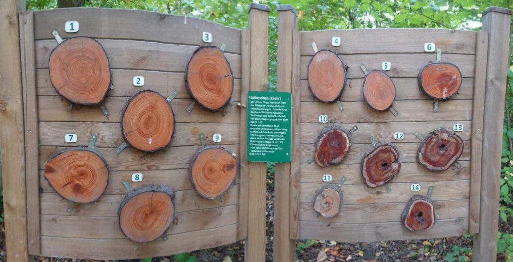 Jahresringe unterschiedlicher Baumscheiben