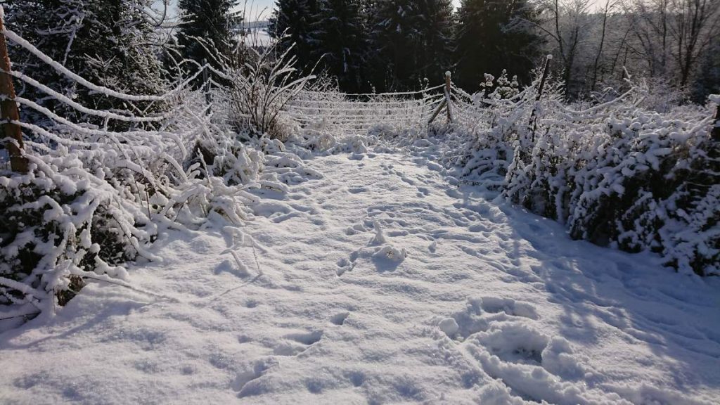 Fundament der exKifferhütte