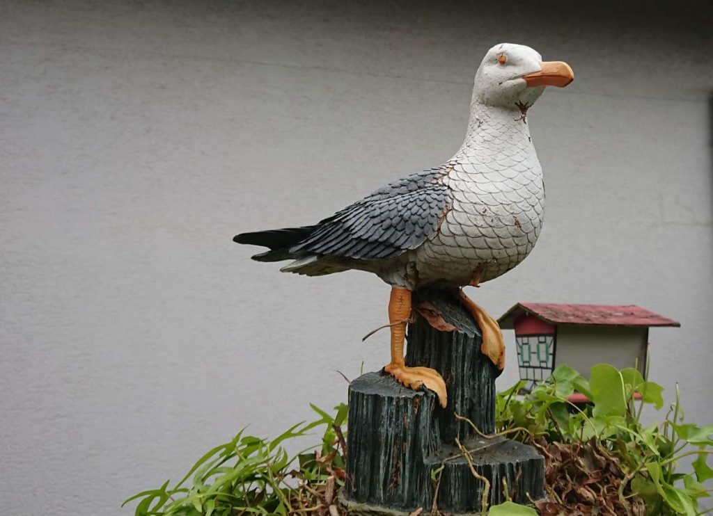 Freischnittmöwe