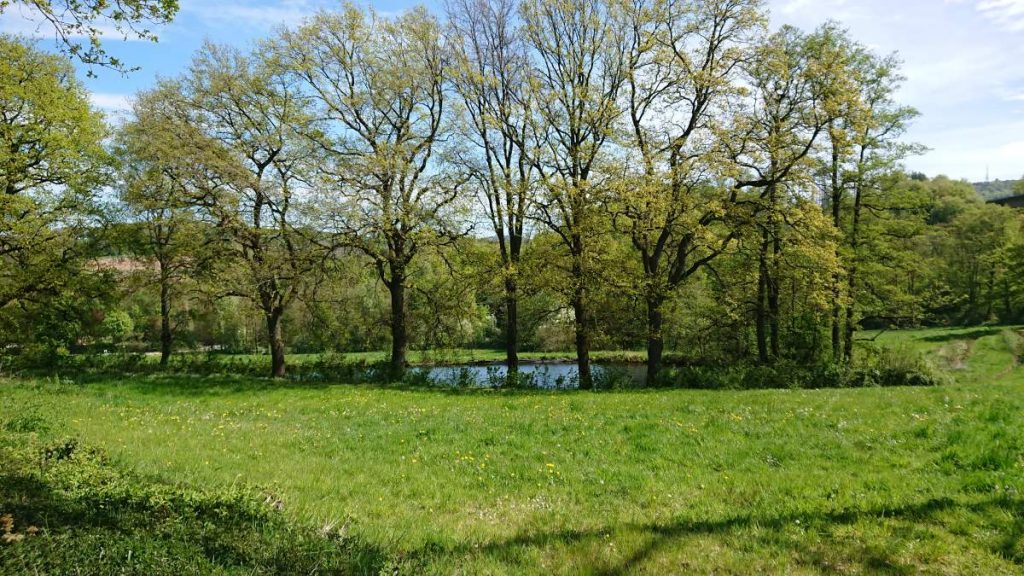 Teich - wo ich hätte sitzen wollen
