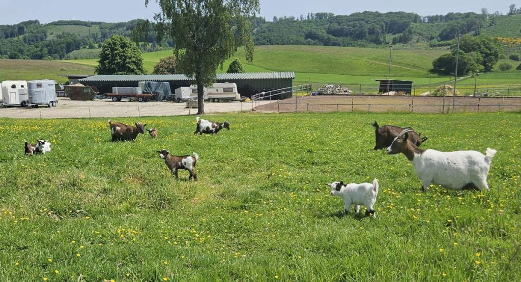 Ziegen und Zicklein
