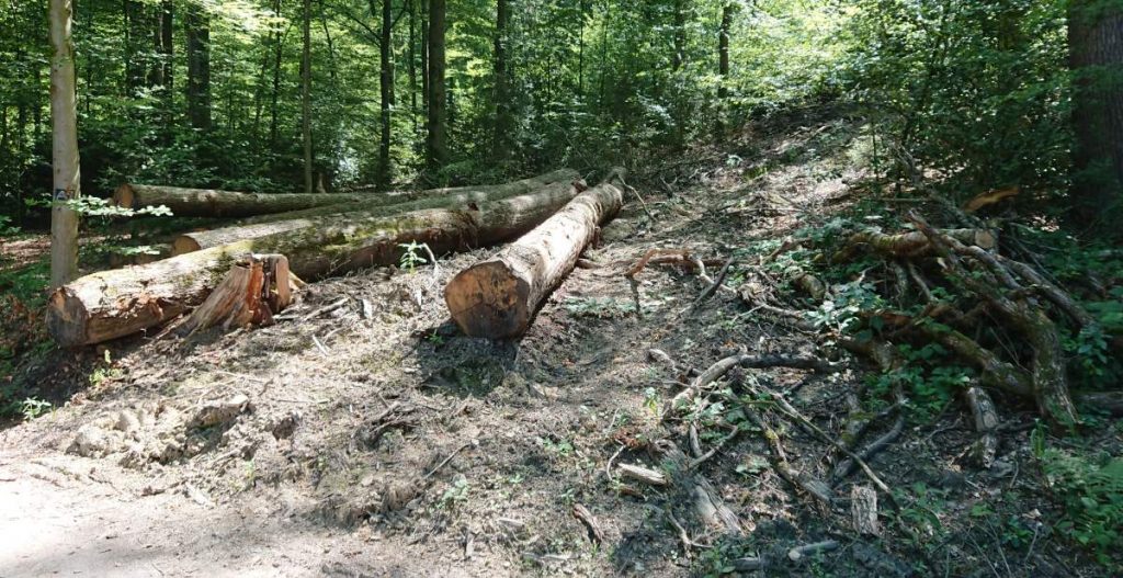 Rückespuren im Wald
